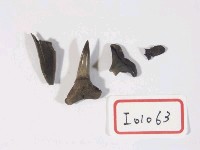 藏品(半鋸齒鯊屬牙齒化石)的圖片